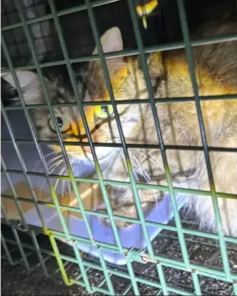 捕獲器の中で落ち着いている長毛の猫