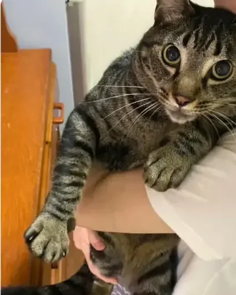 飼い主様に抱かれて自宅に戻ったキジトラの猫