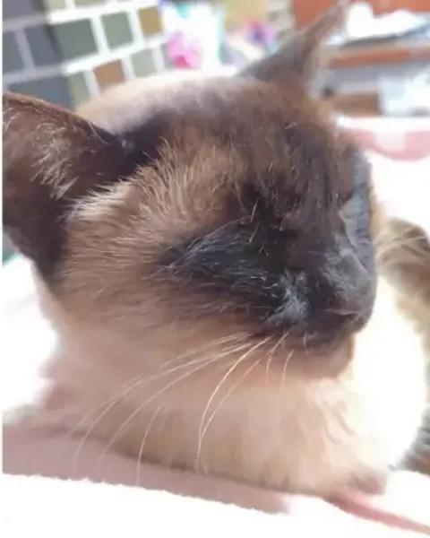 自宅の布の上で目を閉じて休んでいるシャム系の猫