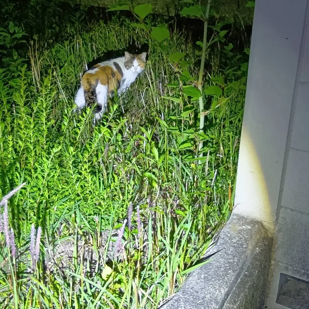 夜、建物わきの草むらの中にいる三毛猫をライトで照らしたところ