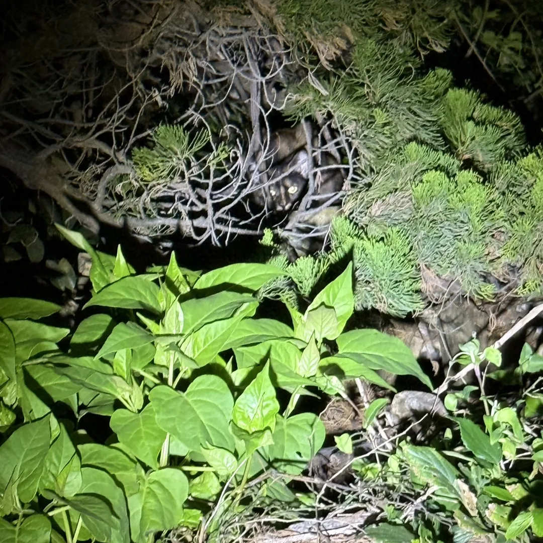 夜、庭木の枝が重なった奥に身を隠している黒い猫