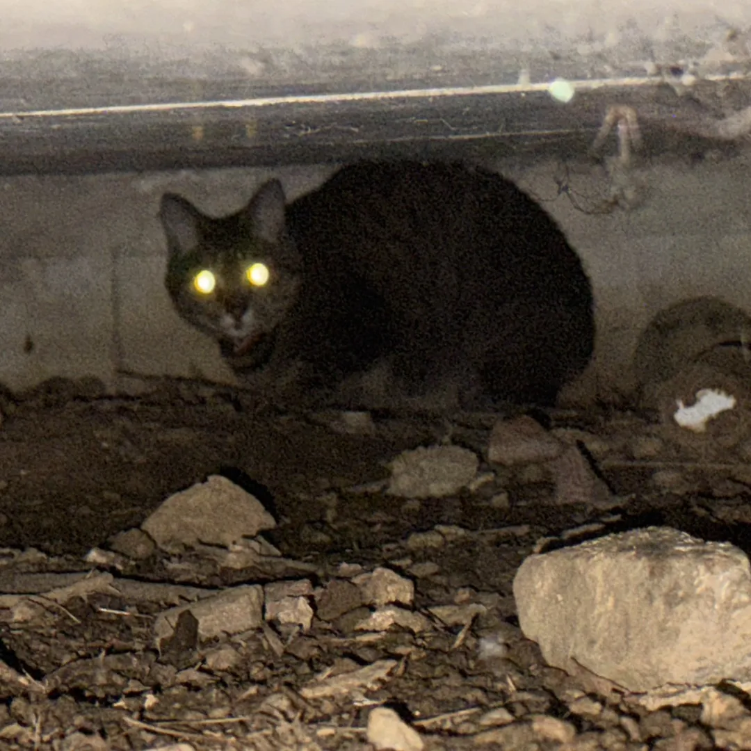 夜、建物の基礎と地面のすきまにうずくまっている黒い猫
