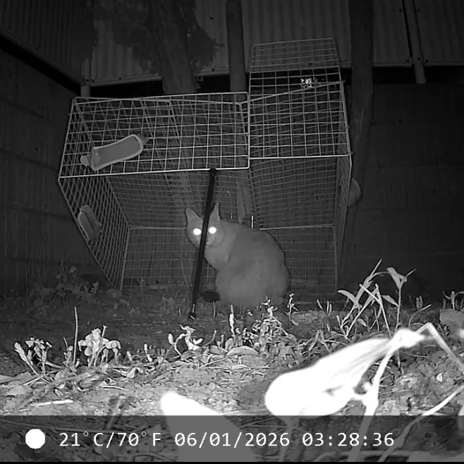 夜間カメラの映像。設置した捕獲器の手前に猫が座っている